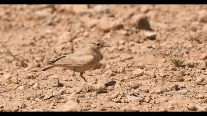 Küçük çöl toygarı