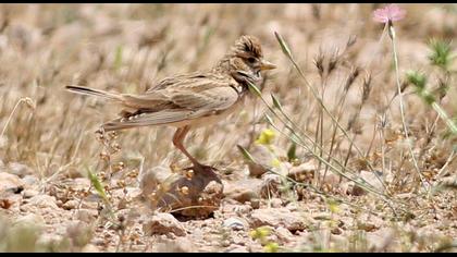 Türkistan çorak toygarı