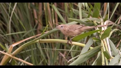 Iraq Babbler