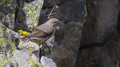 Büyük dağbülbülü