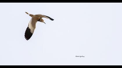 Akkuyruklu kızkuşu