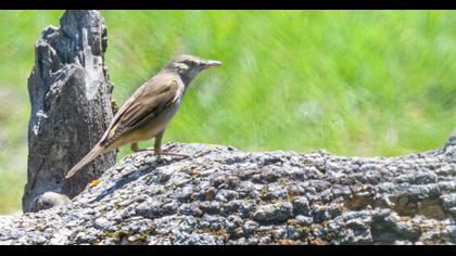Büyük kamışçın