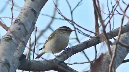 Sarıkaşlı çıvgın