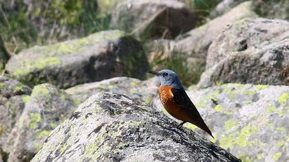 Common Rock Thrush