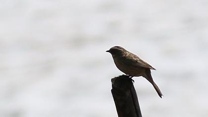 Sürmeli dağbülbülü