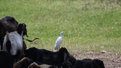 Sığır balıkçılı