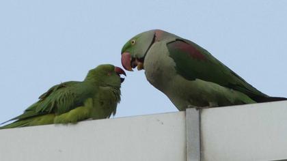 İskender papağanı
