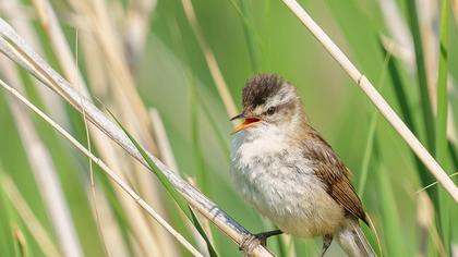 Bıyıklı kamışçın