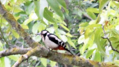 Orman alaca ağaçkakanı