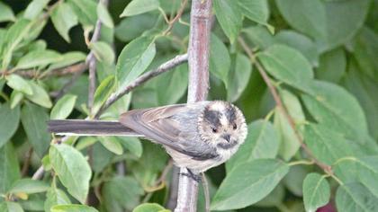 Uzunkuyruklu baştankara