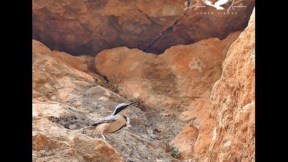 Büyük kaya sıvacısı