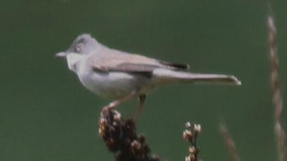 Akgerdanlı ötleğen