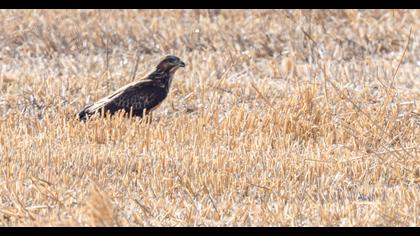 Common Buzzard