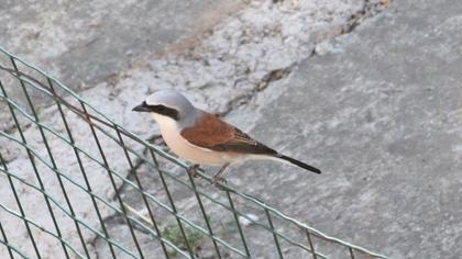 Kızılsırtlı örümcekkuşu