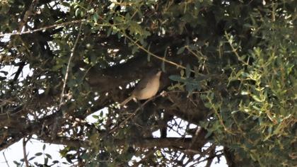 Bıyıklı ötleğen