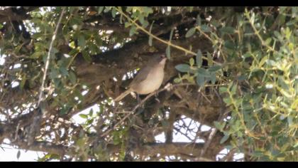 Bıyıklı ötleğen