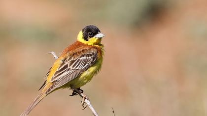 Karabaşlı kirazkuşu