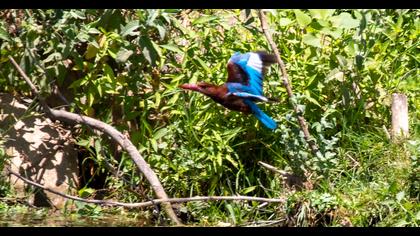 White-throated Kingfisher