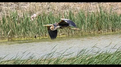 Erguvani balıkçıl