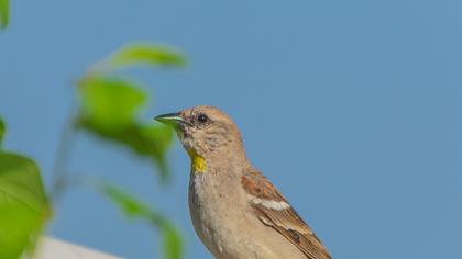 Sarıboğazlı serçe