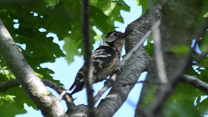 Küçük ağaçkakan