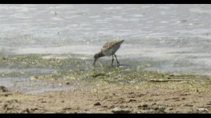 Orman düdükçünü