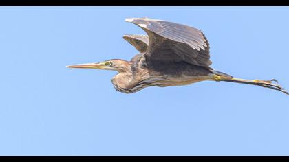 Erguvani balıkçıl