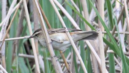 Kındıra kamışçını