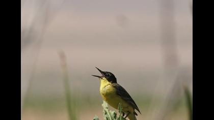 Sarı kuyruksallayan