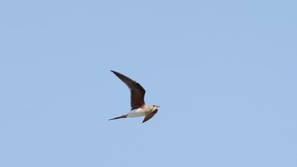 Collared Pratincole