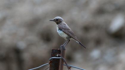 Aksırtlı kuyrukkakan