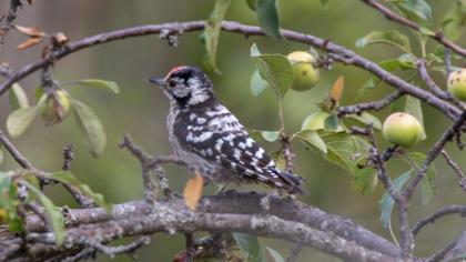Küçük ağaçkakan