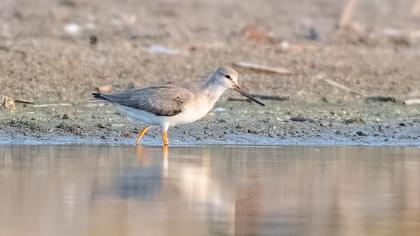 Terek düdükçünü