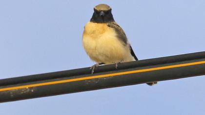 Karakulaklı kuyrukkakan