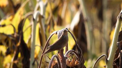 Ağaç kamışçını