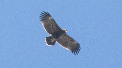 Büyük orman kartalı