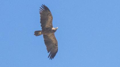 Küçük orman kartalı