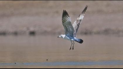 Van gölü martısı