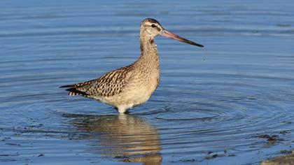 Kıyı çamurçulluğu