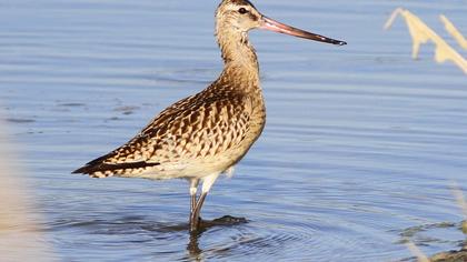 Kıyı çamurçulluğu