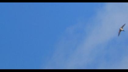 Kızıl kırlangıç