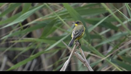 Sarı kuyruksallayan