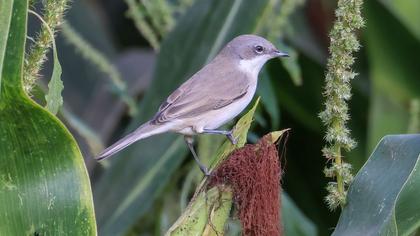 Küçük akgerdanlı ötleğen