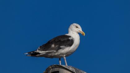 Büyük karasırtlı martı