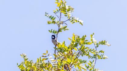 Akyanaklı arapbülbülü