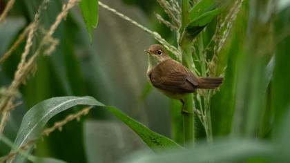 Çalı kamışçını