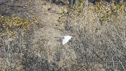 Büyük ak balıkçıl