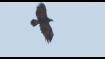 Küçük orman kartalı