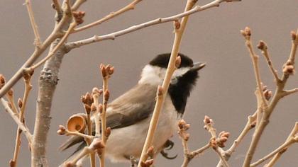 Akyanaklı baştankara