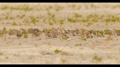 Kılkuyruk bağırtlak